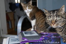 The Cats outside the Cradle